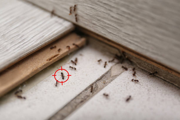 Wildlife Control Services in Ivey, GA