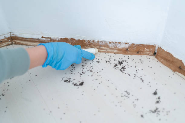 Best Mosquito Control Services  in Ivey, GA